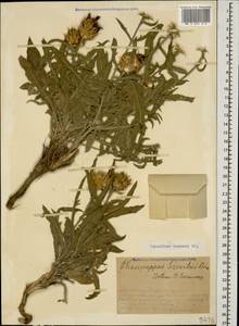 Centaurea aucheri subsp. aucheri, Кавказ, Армения (K5) (Армения)