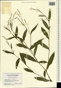 Горец пятнистый Gray, Крым (KRYM) (Россия)