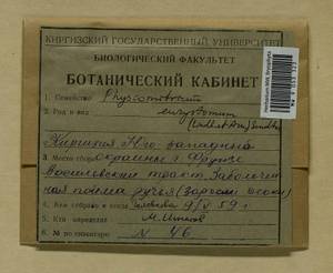 Physcomitrium eurystomum Sendtn., Гербарий мохообразных, Мхи - Средняя Азия и Казахстан (B16) (Киргизия)