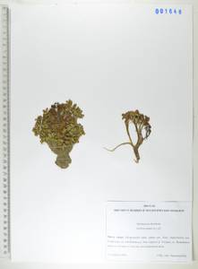 Сальвиния плавающая (L.) All., Сибирь, Дальний Восток (S6) (Россия)