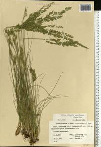 Овсяница овечья L., Восточная Европа, Белоруссия (E3a) (Белоруссия)