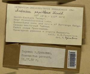 Andreaea rupestris var. papillosa (Lindb.) Podp., Гербарий мохообразных, Мхи - Красноярский край, Тыва и Хакасия (B17) (Россия)