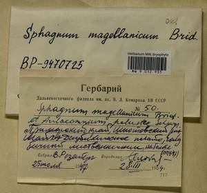 Sphagnum magellanicum Brid., Гербарий мохообразных, Мхи - Дальний Восток (без Чукотки и Камчатки) (B20) (Россия)