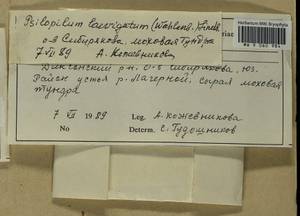 Psilopilum laevigatum (Wahlenb.) Lindb., Гербарий мохообразных, Мхи - Красноярский край, Тыва и Хакасия (B17) (Россия)