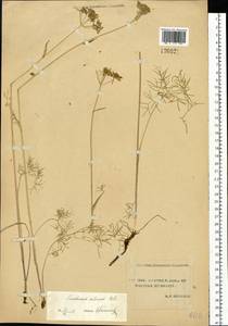 Остерикум тонколистный (Pall. ex Spreng.) Y.C.Chu, Сибирь, Якутия (S5) (Россия)