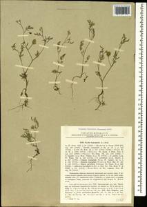 Пупырник тонколистный, Торилис тонколистный (L.) Rchb. fil., Кавказ, Азербайджан (K6) (Азербайджан)