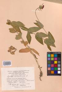 Смолевка халцедоновая, Зорька (L.) E.H.L.Krause, Восточная Европа, Восточный район (E10) (Россия)