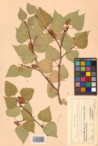 Betula pendula subsp. mandshurica (Regel) Ashburner & McAll., Сибирь, Чукотка и Камчатка (S7) (Россия)