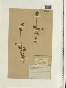 Яснотка стеблеобъемлющая L., Восточная Европа, Московская область и Москва (E4a) (Россия)
