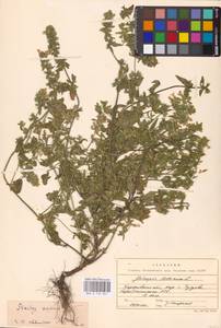 MHA 0 154 841, Чистец однолетний (L.) L., Восточная Европа, Северо-Украинский район (E11) (Украина)