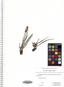 Takhtajaniantha austriaca (Willd.) Zaika, Sukhor. & N. Kilian, Восточная Европа, Восточный район (E10) (Россия)