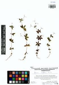 Подмаренник трехцветковый Michx., Сибирь, Прибайкалье и Забайкалье (S4) (Россия)