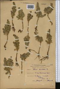 Lysimachia maritima (L.) Galasso, Banfi & Soldano, Средняя Азия и Казахстан, Северный и Центральный Казахстан (M10) (Казахстан)