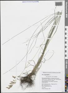 Мятлик узколистный L., Восточная Европа, Центральный район (E4) (Россия)