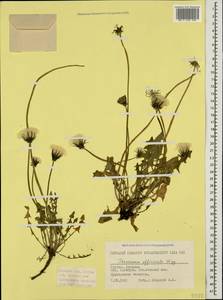 Одуванчик лекарственный Weber ex F.H.Wigg., Кавказ, Грузия (K4) (Грузия)