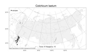 Colchicum laetum, Безвременник яркий Steven, Атлас флоры России (FLORUS) (Россия)