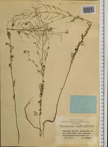 Дескурения Софии (L.) Webb ex Prantl, Сибирь, Алтай и Саяны (S2) (Россия)