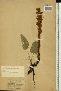 Заразиха белая Steph. ex Willd., Восточная Европа, Центральный лесостепной район (E6) (Россия)