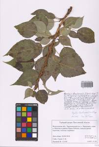 Populus ×berolinensis K. Koch, Восточная Европа, Северный район (E1) (Россия)