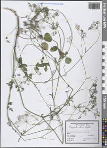 Бедренец близкий Ledeb., Зарубежная Азия (ASIA) (Иран)