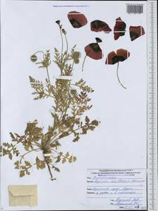 Roemeria ocellata, Кавказ, Северная Осетия, Ингушетия и Чечня (K1c) (Россия)