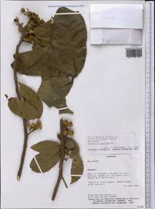 Trichilia pallida Sw., Америка (AMER) (Парагвай)
