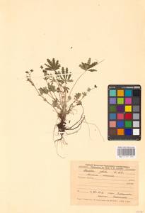 Лапчатка оттопырено-пушистая, Лапчатка поникшая Waldst. & Kit., Восточная Европа, Центральный лесостепной район (E6) (Россия)