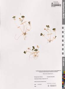 Coptidium lapponicum (L.) Á.Löve & D.Löve, Сибирь, Чукотка и Камчатка (S7) (Россия)