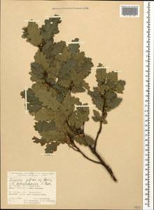 Quercus petraea subsp. polycarpa (Schur) Soó, Кавказ, Турецкий Кавказ (K7) (Турция)