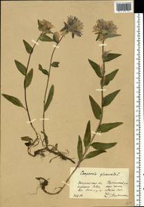 Колокольчик скученный, Колокольчик сборный L., Восточная Европа, Западно-Украинский район (E13) (Украина)