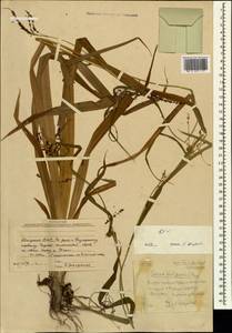Carex sylvatica subsp. latifrons (V.I.Krecz.) Ö.Nilsson, Кавказ, Абхазия (K4a) (Абхазия)