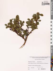 Ива Хохрякова A.K.Skvortsov, Сибирь, Чукотка и Камчатка (S7) (Россия)