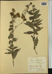 Hieracium alatum Lapeyr., Ботанические сады и дендрарии (GARD)