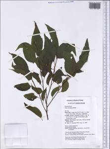 Celtis laevigata Willd., Америка (AMER) (США)