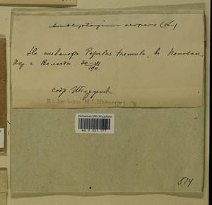Amblystegium serpens (Hedw.) Schimp., Гербарий мохообразных, Мхи - Архангельская и Вологодская области, Коми, Ненецкий АО (B7) (Россия)