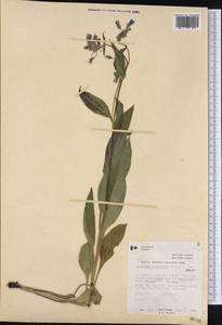 Mertensia paniculata (Aiton) G. Don, Америка (AMER) (Канада)