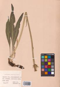 Takhtajaniantha austriaca (Willd.) Zaika, Sukhor. & N.Kilian, Сибирь, Дальний Восток (S6) (Россия)