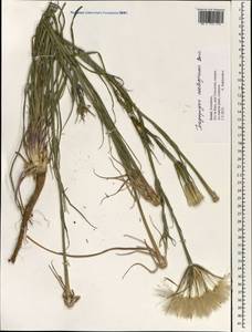 Tragopogon coelesyriacus Boiss., Зарубежная Азия (ASIA) (Израиль)