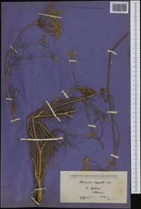 Athamanta turbith subsp. haynaldii (Borbás & Uechtr.) Tutin, Западная Европа (EUR) (Албания)