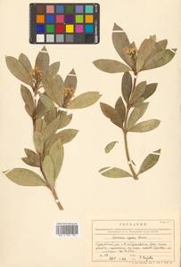 Скиммия промежуточная Komatsu, Сибирь, Дальний Восток (S6) (Россия)