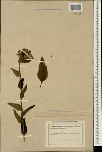 Campanula glomerata subsp. hispida (Witasek) Hayek, Кавказ, Краснодарский край и Адыгея (K1a) (Россия)