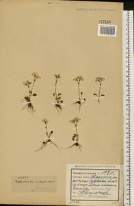 Первоцвет поникающий Georgi, Восточная Европа, Северный район (E1) (Россия)