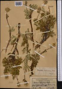 Farinopsis salesoviana (Steph.) Chrtek & Soják, Средняя Азия и Казахстан, Памир и Памиро-Алай (M2) (Таджикистан)