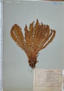 Щитовник пахучий (L.) Schott, Сибирь, Дальний Восток (S6) (Россия)