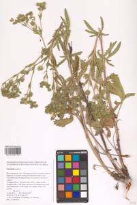 Лапчатка прямая L., Восточная Европа, Нижневолжский район (E9) (Россия)