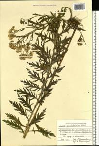 Jacobaea erucifolia subsp. grandidentata (Ledeb.) V. V. Fateryga & Fateryga, Восточная Европа, Центральный лесостепной район (E6) (Россия)