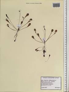 Drosera ×obovata Mert. & W. D. J. Koch, Сибирь, Прибайкалье и Забайкалье (S4) (Россия)