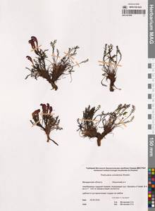 Мытник охотский A.P.Khokhr., Сибирь, Чукотка и Камчатка (S7) (Россия)