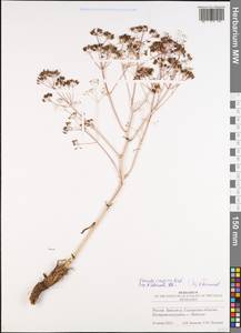 Ферула каспийская M.Bieb., Восточная Европа, Средневолжский район (E8) (Россия)