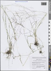 Полевица булововидная Trin., Сибирь, Чукотка и Камчатка (S7) (Россия)